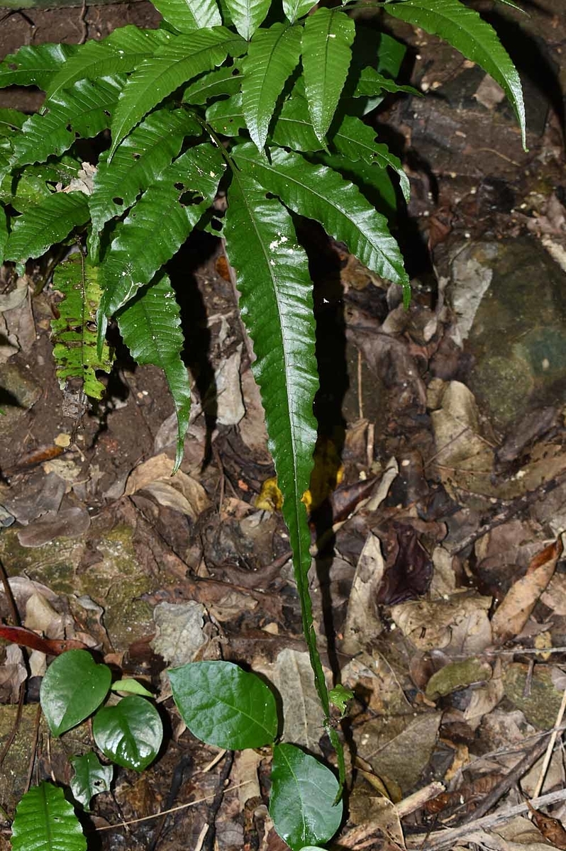 石垣島と西表島のシダ。 - ひろちょんの気まま植物紹介