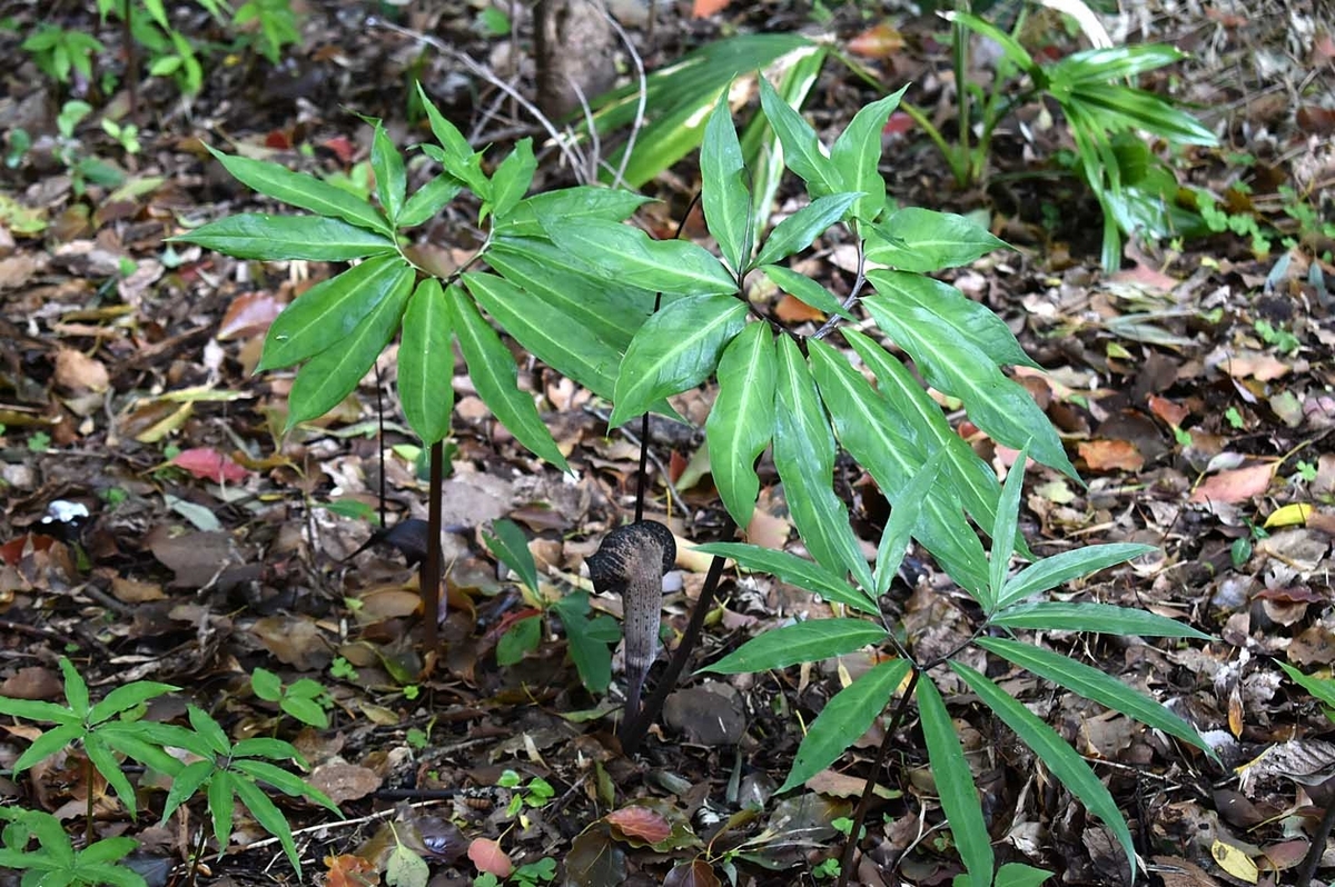 徳之島から九州へ - ひろちょんの気まま植物紹介