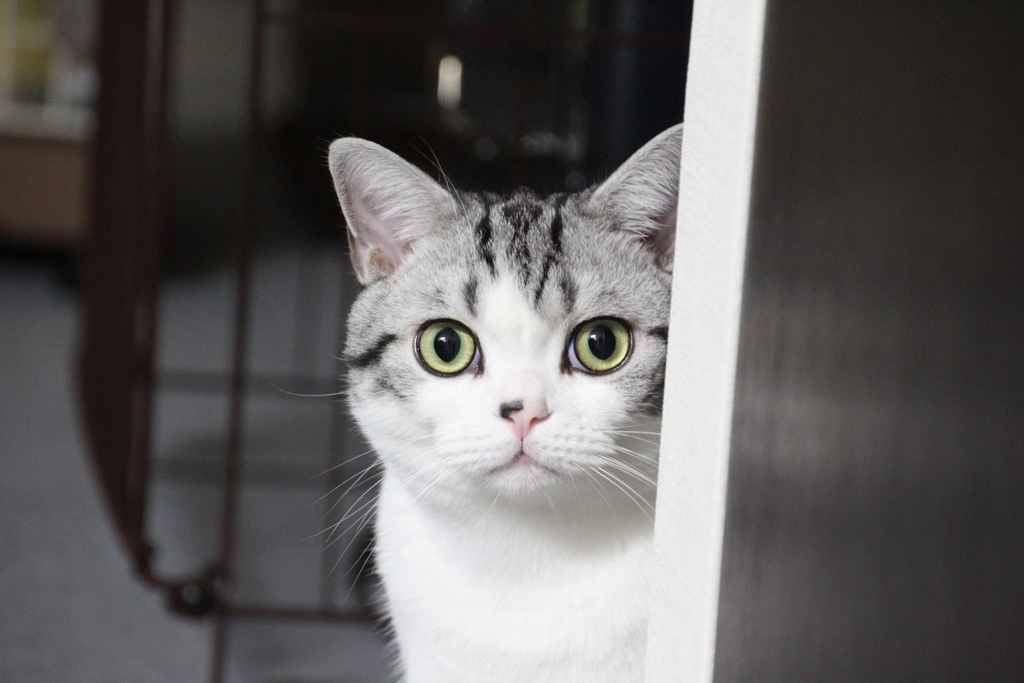 f:id:hiro19730730:20180912195354j:plain