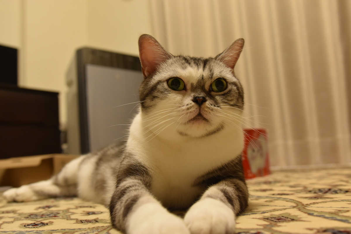 f:id:hiro19730730:20190527113240j:plain f:id:hiro19730730:20190527113240j:plain
