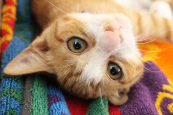 仰向けの猫