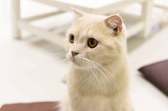きれいな横顔の猫