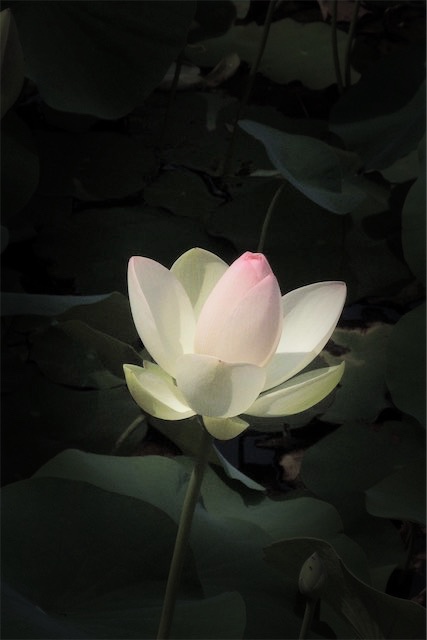 f:id:hiro2003t:20170624131228j:plain