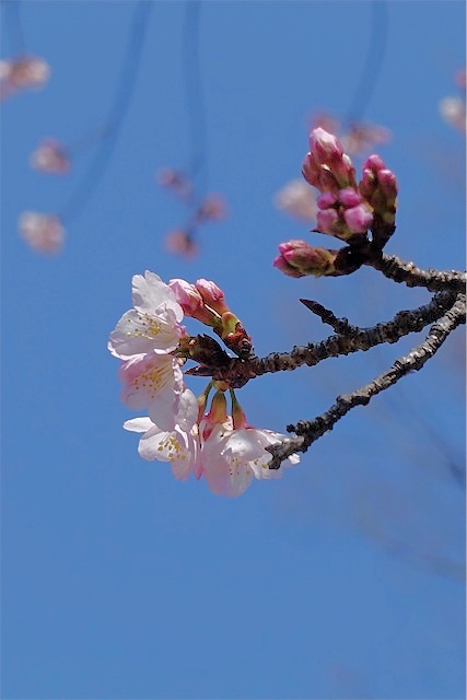 f:id:hiro2003t:20180304154506j:plain