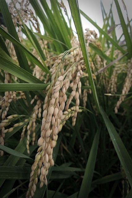 f:id:hiro2003t:20180924162140j:plain