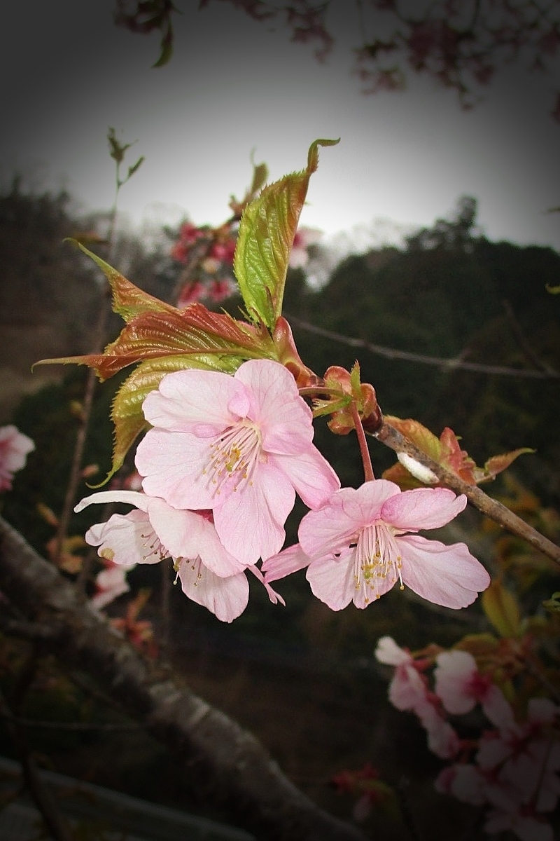 f:id:hiro2003t:20220326122446j:plain
