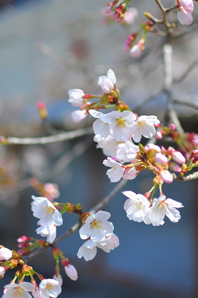 f:id:hiro2003t:20220403025804j:plain