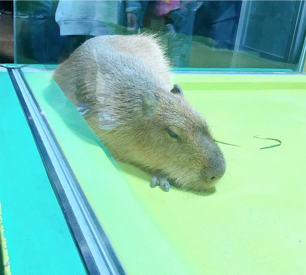 f:id:hiro22yasu13:20191123210831j:image f:id:hiro22yasu13:20191123210831j:image