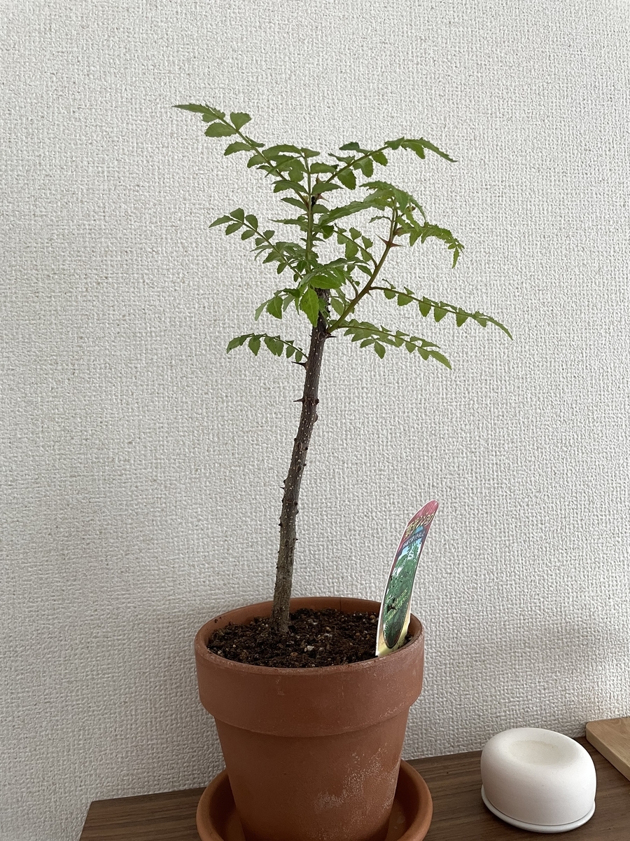 f:id:hiro9332:20210424111955j:plain