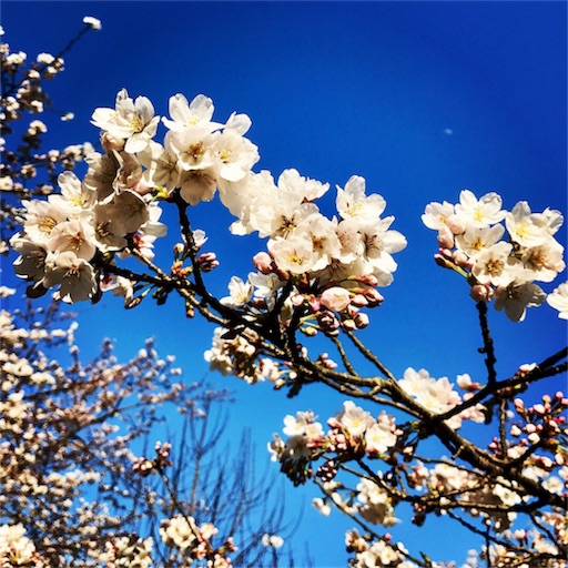 f:id:hiro_16ban:20180326083330j:image