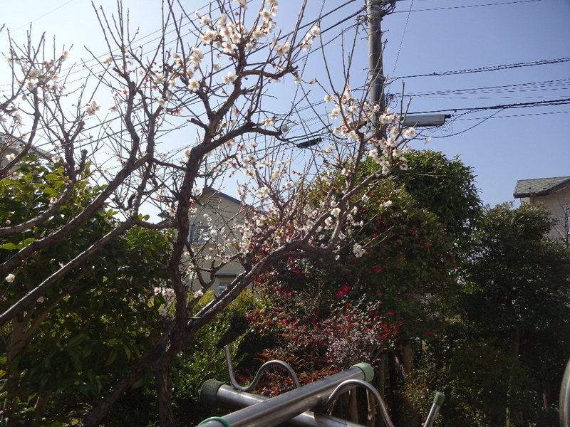 イメージ 1