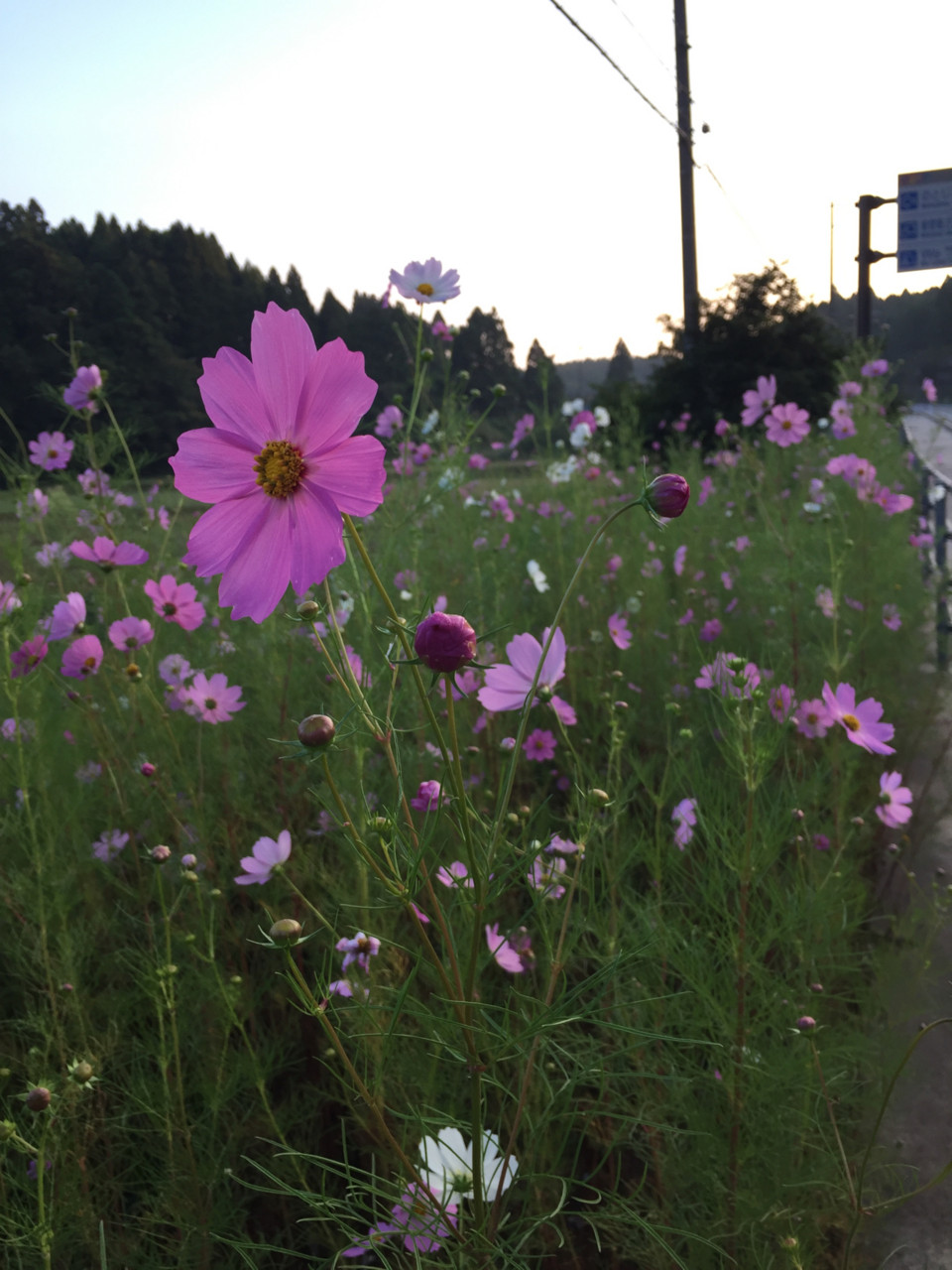 f:id:hiroakim:20150923061337j:image:w270