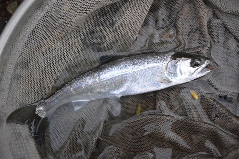 サツキマスの剝製　37ｃｍ　（婚姻色）　銀化アマゴ　魚剥製 7463-06☆シラメ剥製 アマゴ 岐阜県 30cm☆ サツキマスの剝製 37cm