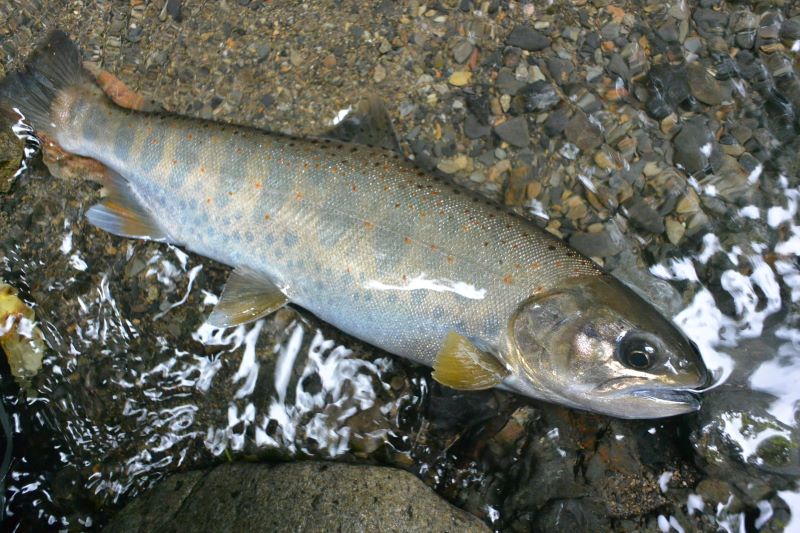 何度出会っても感動する魚・良型越年メスアマゴ - 山渓遊びブログ 渓流釣りとアウトドア