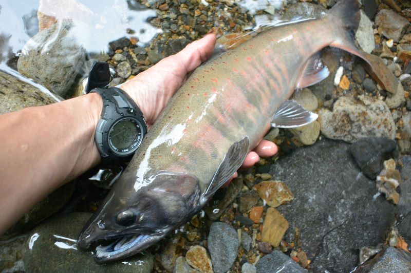 秋山女魚（婚姻色） （サカナの「婚姻色」の不思議 オスが変色する理由 