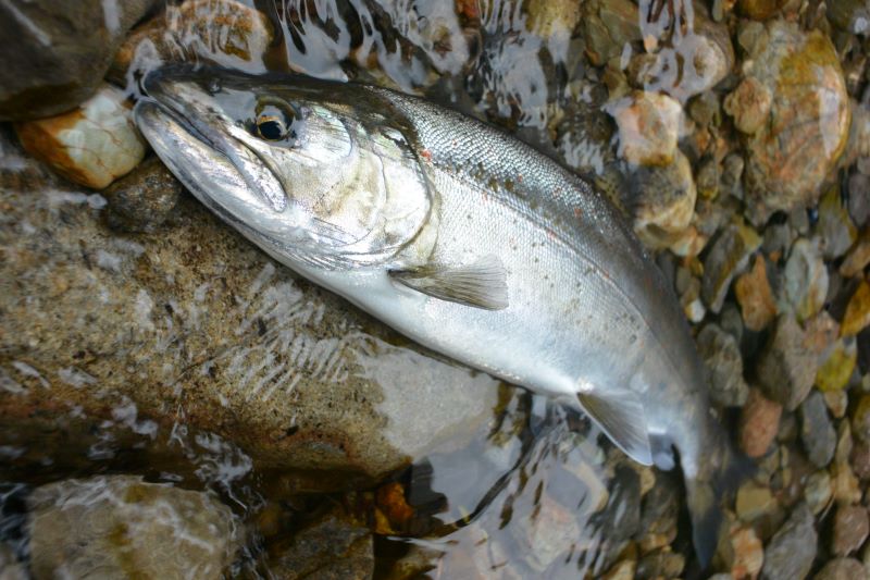 遡上魚の仔・シラメ - 山渓遊びブログ 渓流釣りとアウトドア