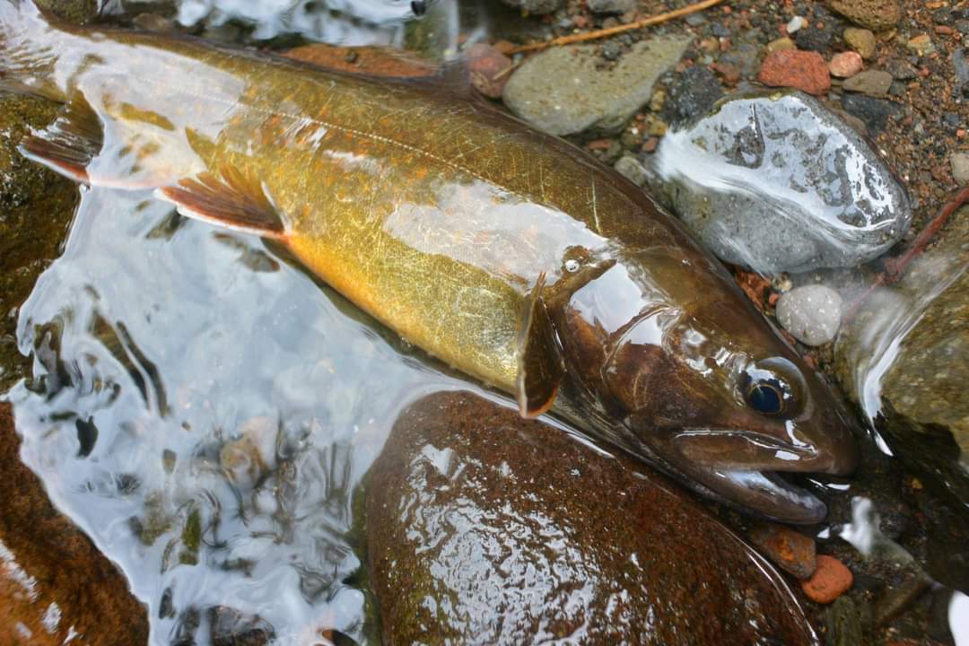 ヤマトイワナについて - 山渓遊びブログ 渓流釣りとアウトドア