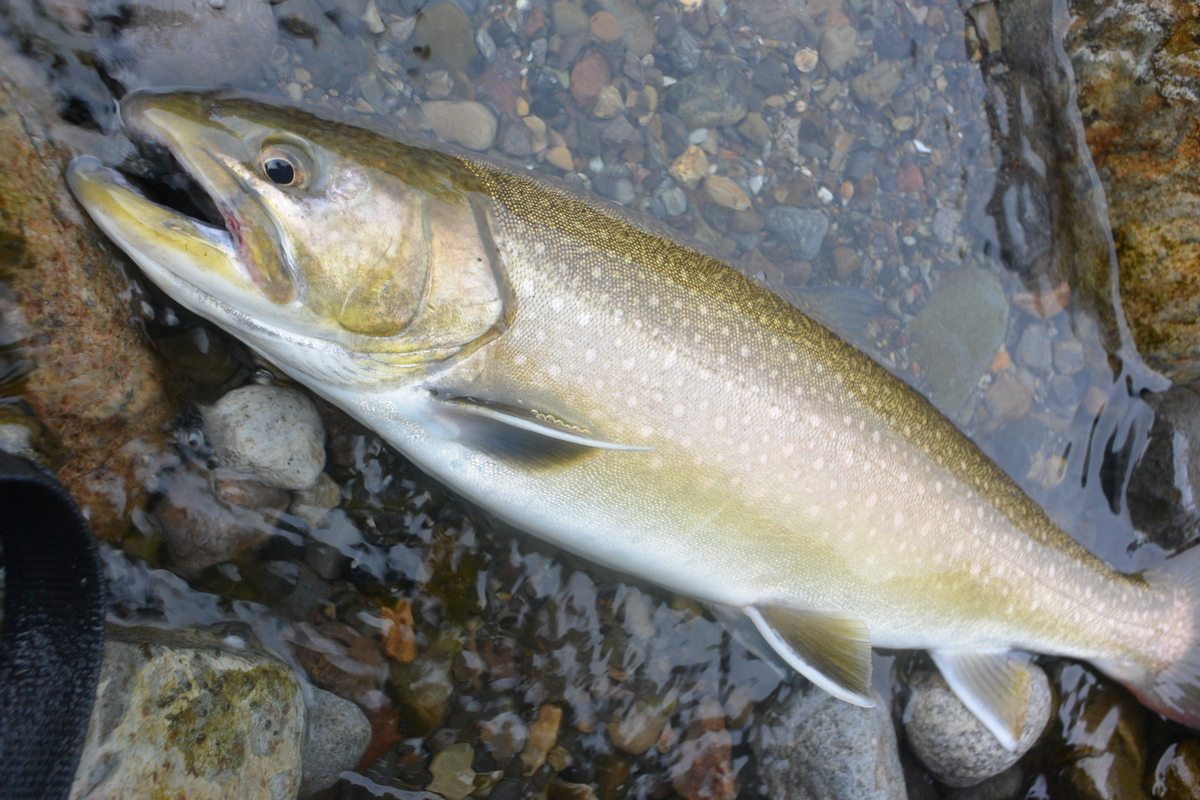 アマゴ＆イワナ・40up - 山渓遊びブログ 渓流釣りとアウトドア