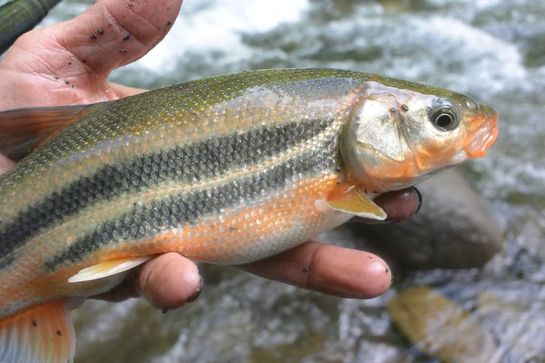 ウグイを美味しく食べてみる - 山渓遊びブログ 渓流釣りとアウトドア