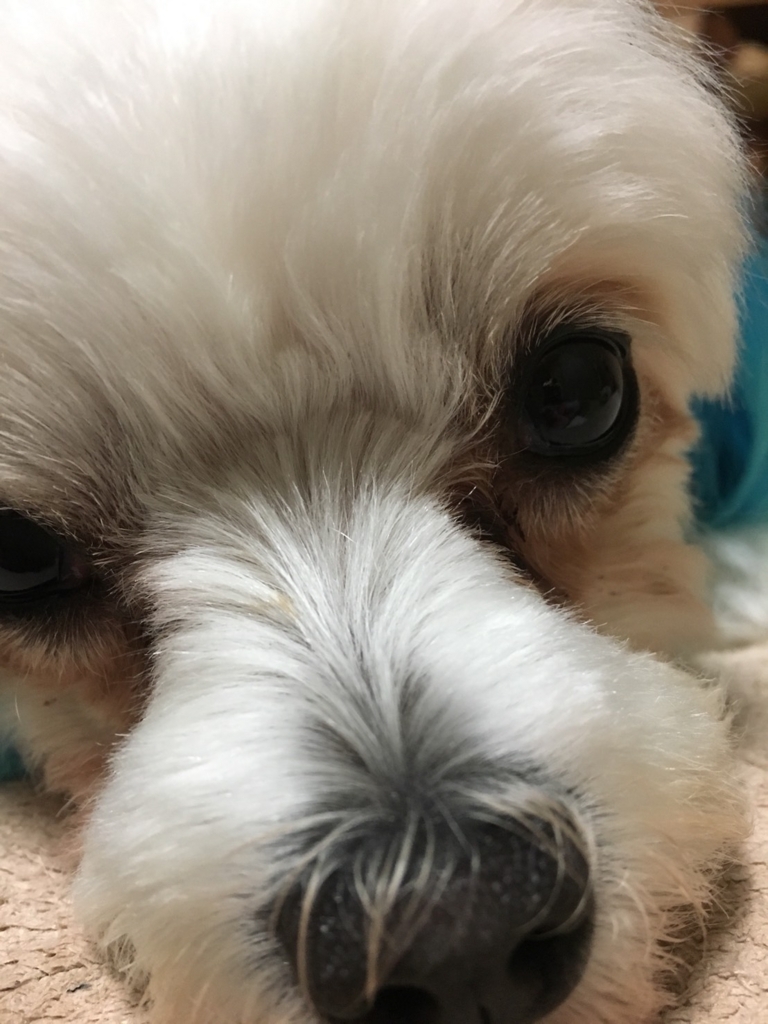 f:id:hirobe123123:20171119221701j:plain f:id:hirobe123123:20171119221701j:plain