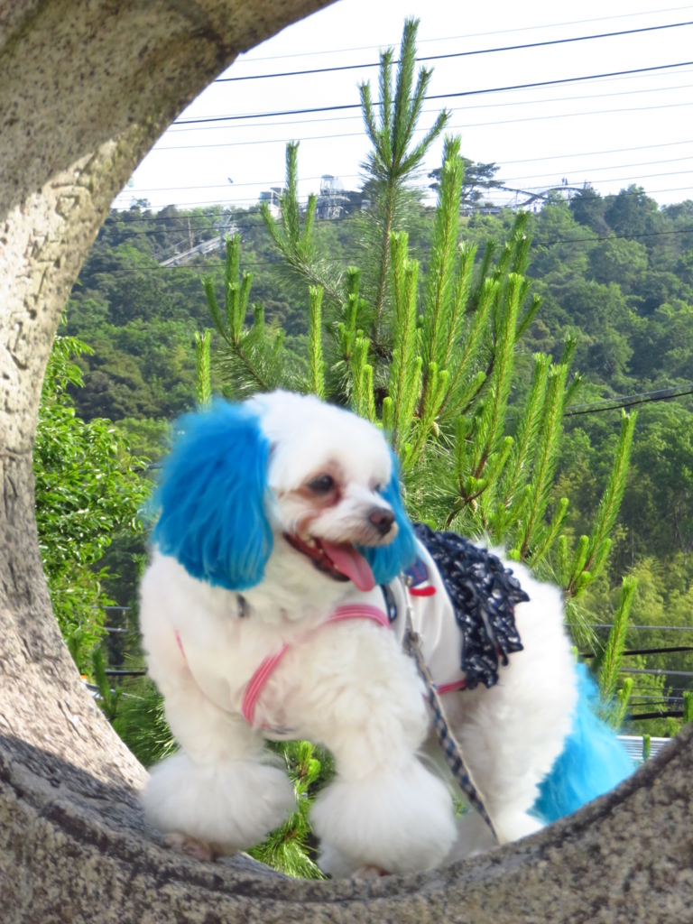 f:id:hirobe123123:20180624155821j:plain