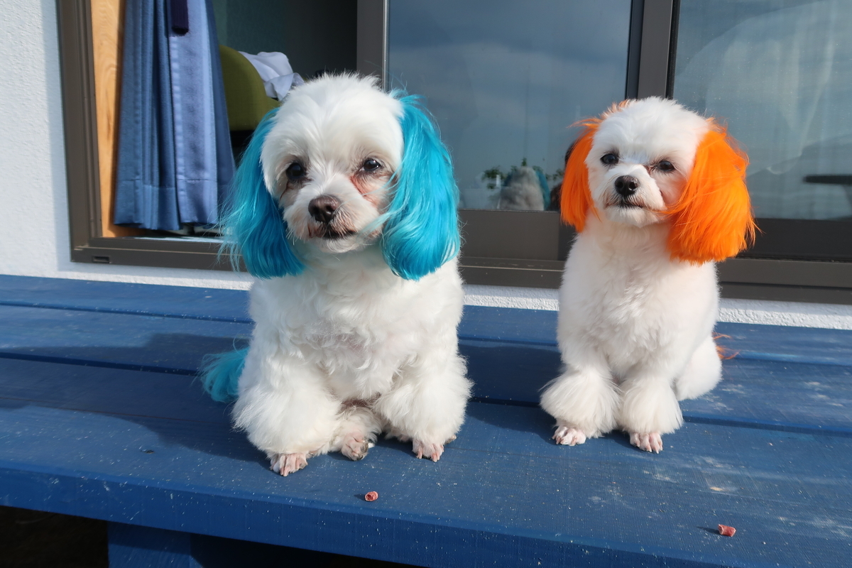 f:id:hirobe123123:20190519070433j:plain f:id:hirobe123123:20190519070433j:plain