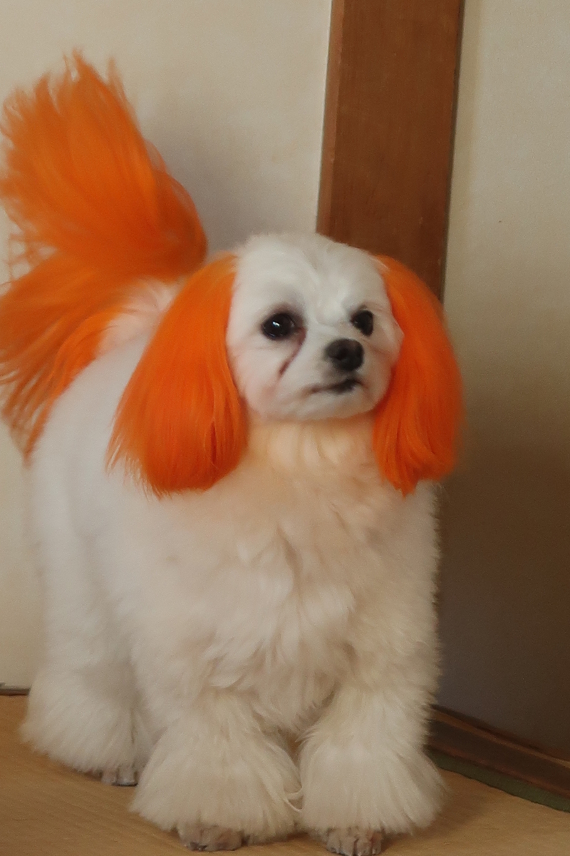 f:id:hirobe123123:20191104072015j:plain f:id:hirobe123123:20191104072015j:plain