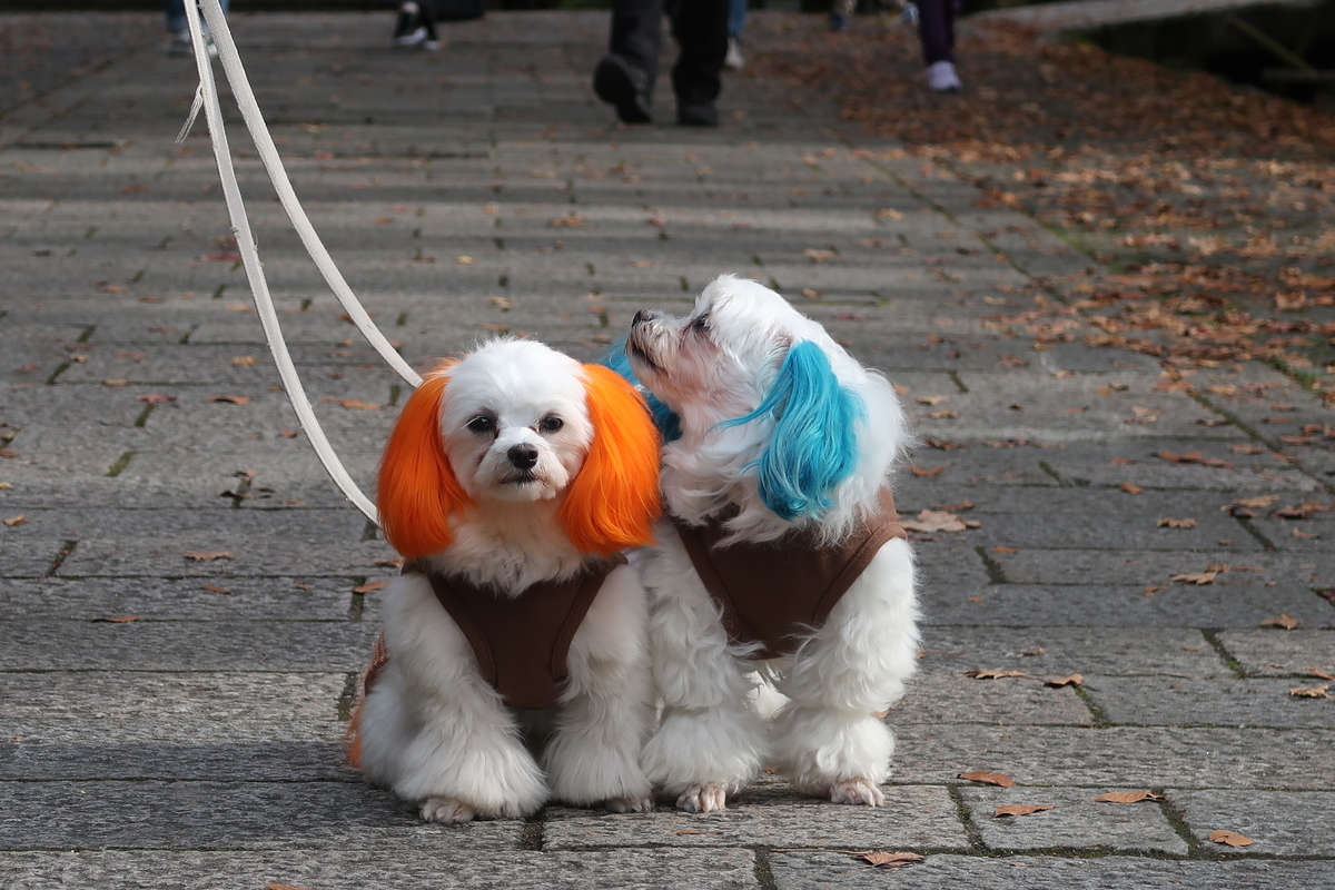 f:id:hirobe123123:20191110134728j:plain