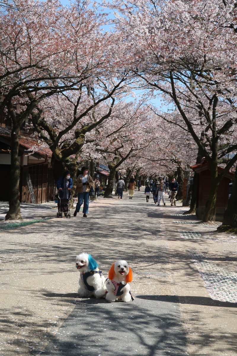 f:id:hirobe123123:20210410141046j:plain