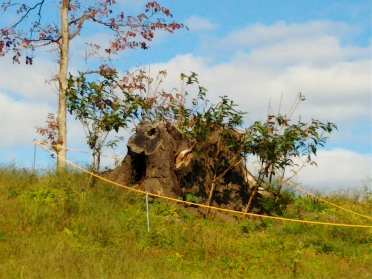 f:id:hirobees:20191105221053j:plain f:id:hirobees:20191105221053j:plain