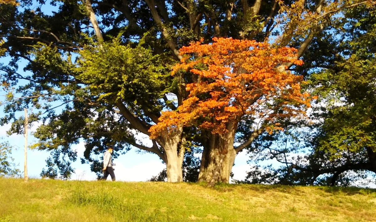 f:id:hirobees:20191105222233j:plain f:id:hirobees:20191105222233j:plain