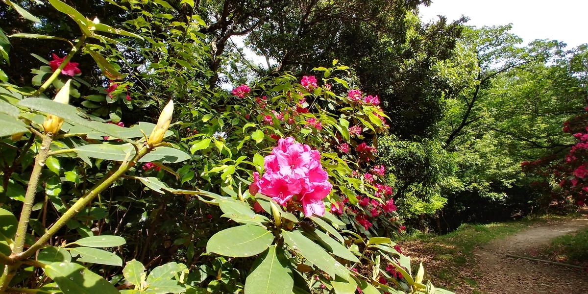 f:id:hirobees:20200522115910j:plain f:id:hirobees:20200522115910j:plain