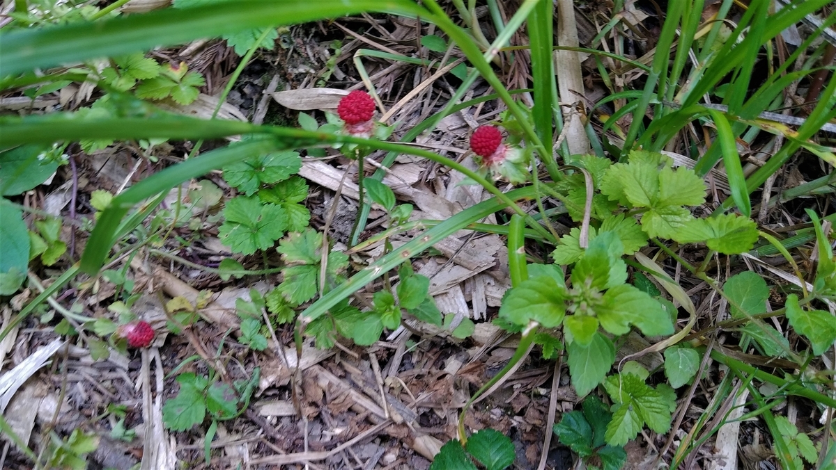 f:id:hirobees:20200522120107j:plain f:id:hirobees:20200522120107j:plain