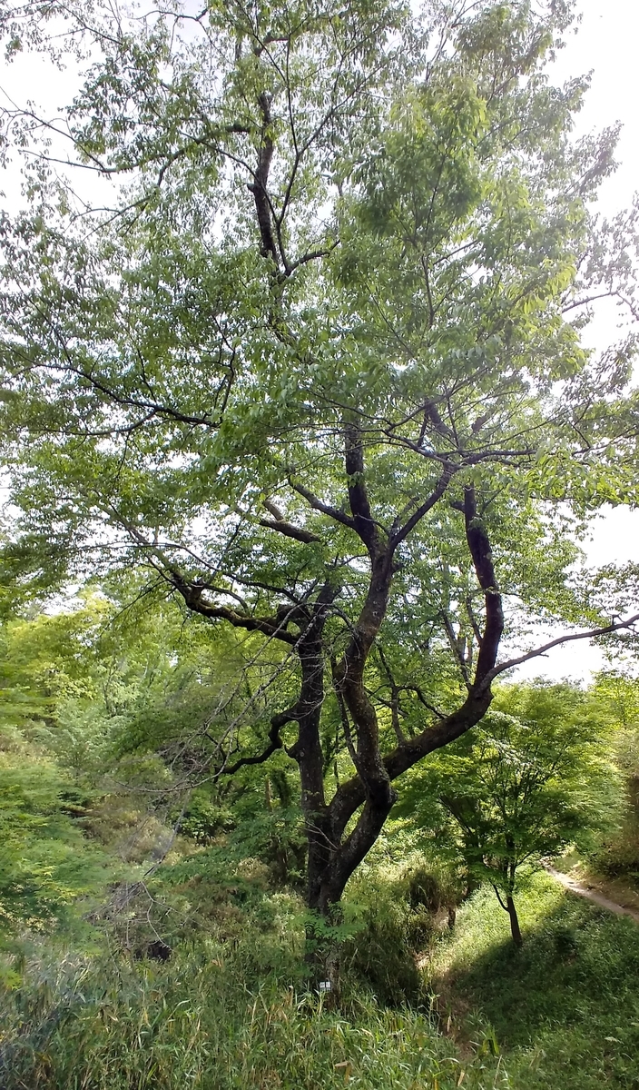 f:id:hirobees:20200522120339j:plain f:id:hirobees:20200522120339j:plain