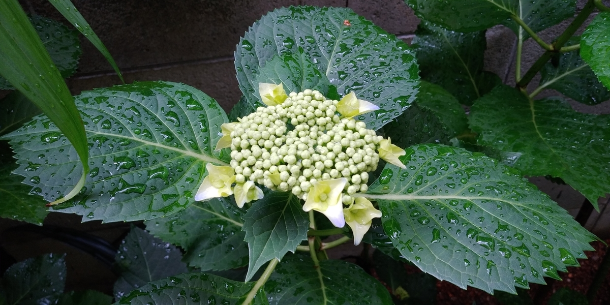 f:id:hirobees:20200531103127j:plain