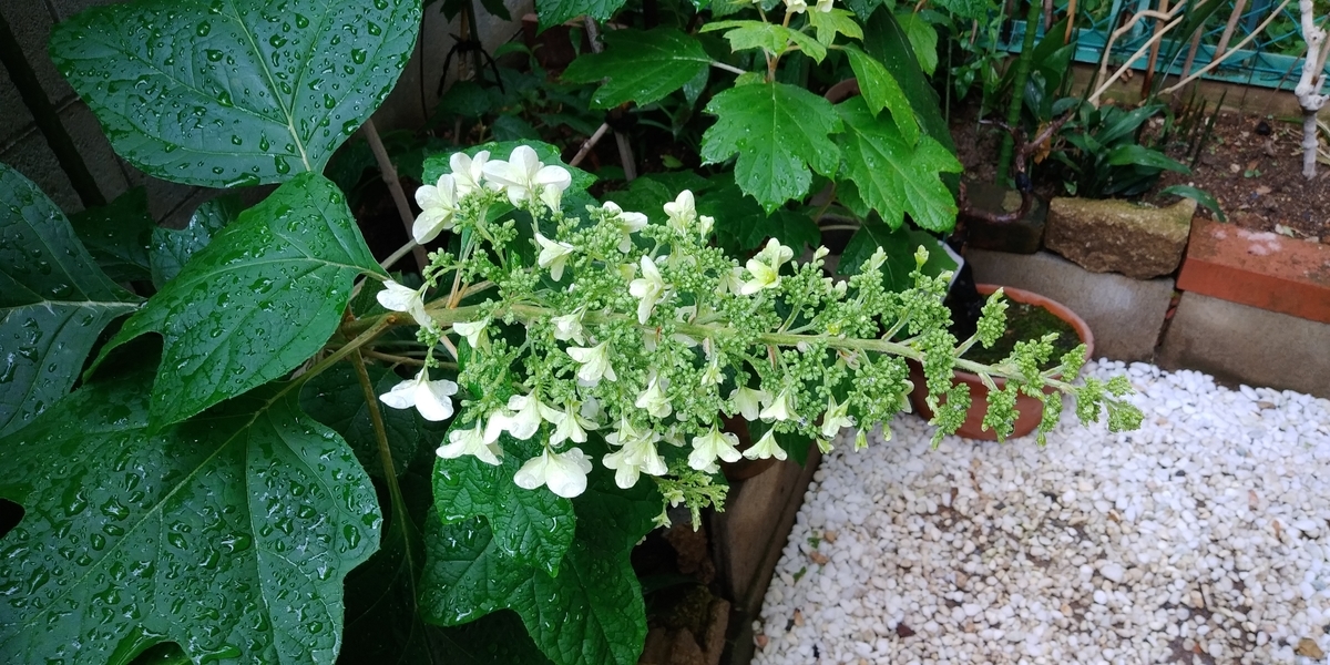 f:id:hirobees:20200531103348j:plain