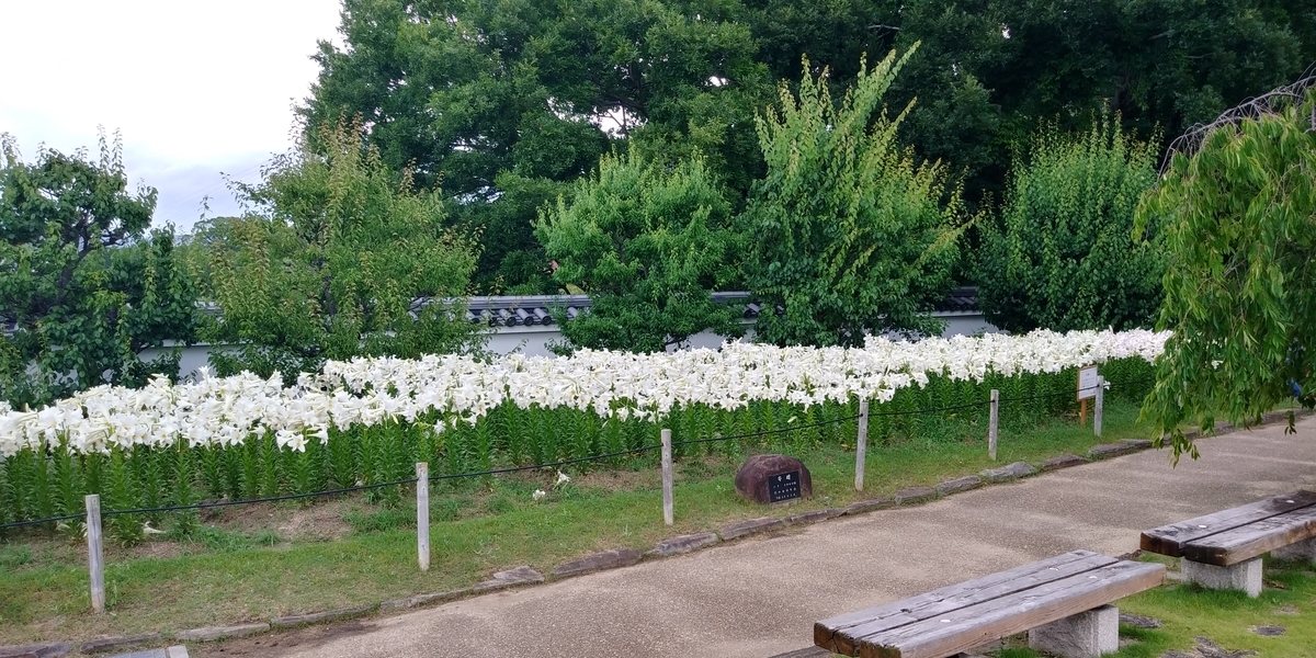 f:id:hirobees:20200614204311j:plain f:id:hirobees:20200614204311j:plain