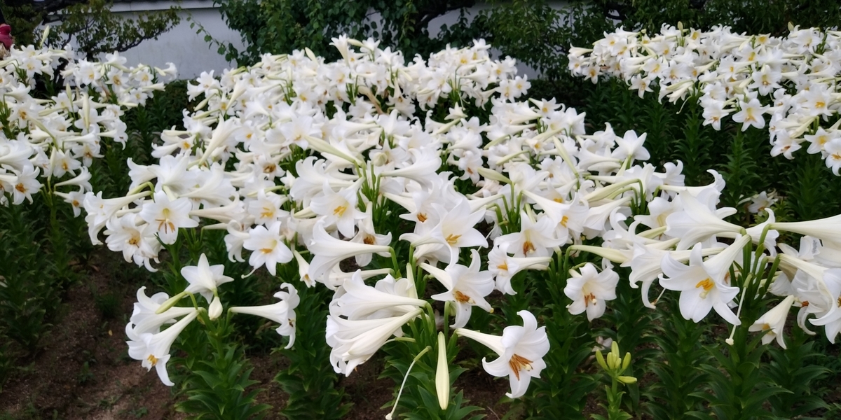 f:id:hirobees:20200614204349j:plain f:id:hirobees:20200614204349j:plain