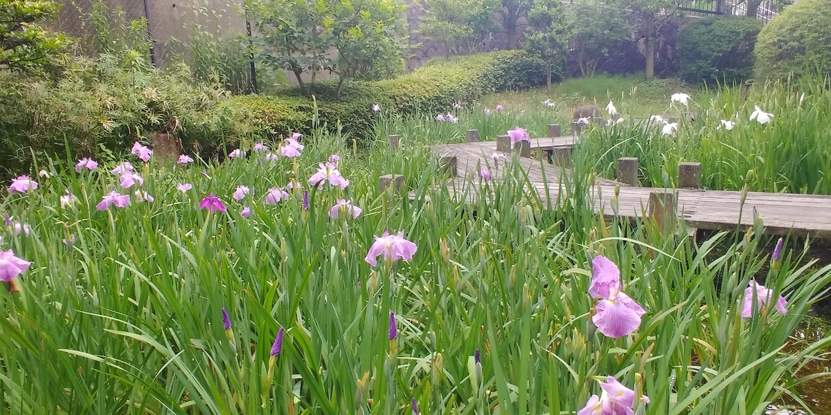 f:id:hirobees:20200614204557j:plain f:id:hirobees:20200614204557j:plain