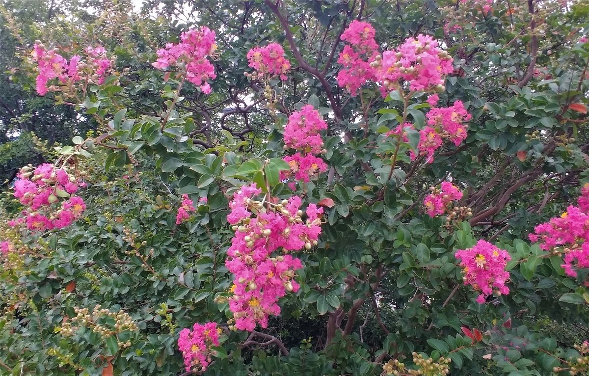 f:id:hirobees:20200904180702j:plain f:id:hirobees:20200904180702j:plain