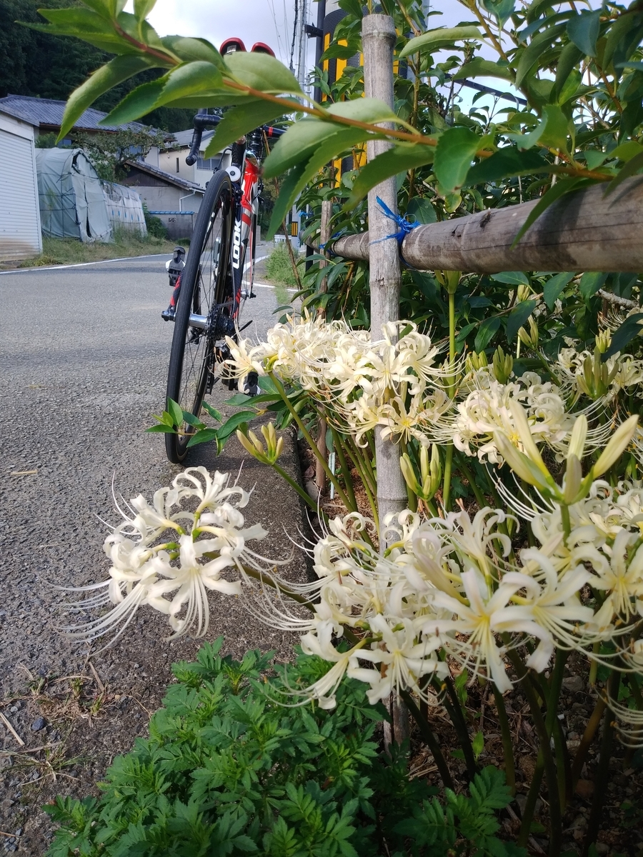 f:id:hirobees:20200929112957j:plain f:id:hirobees:20200929112957j:plain