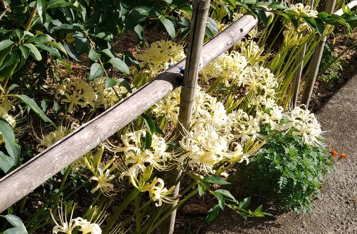 f:id:hirobees:20200929114016j:plain f:id:hirobees:20200929114016j:plain