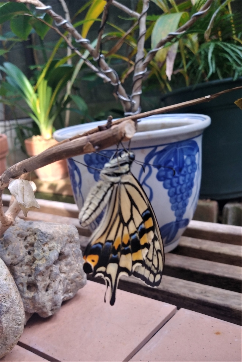 f:id:hirobees:20211206172618j:plain