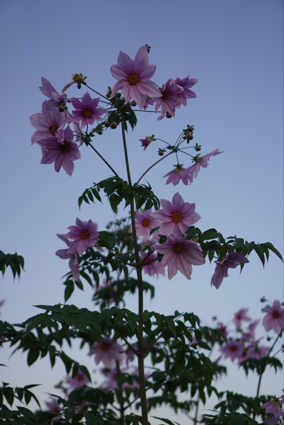 f:id:hirobellgo:20201115014231j:image f:id:hirobellgo:20201115014231j:image