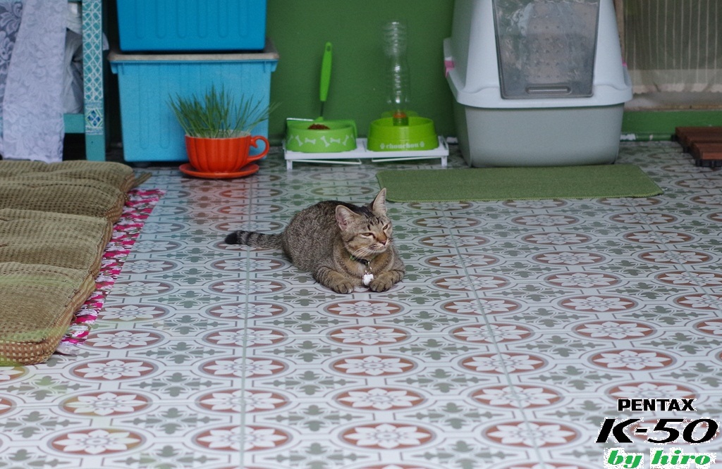 f:id:hirobkk:20170428234816j:plain f:id:hirobkk:20170428234816j:plain