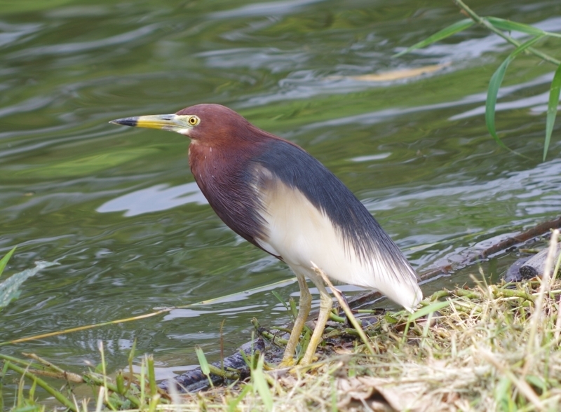 f:id:hirobkk:20180401211205j:plain