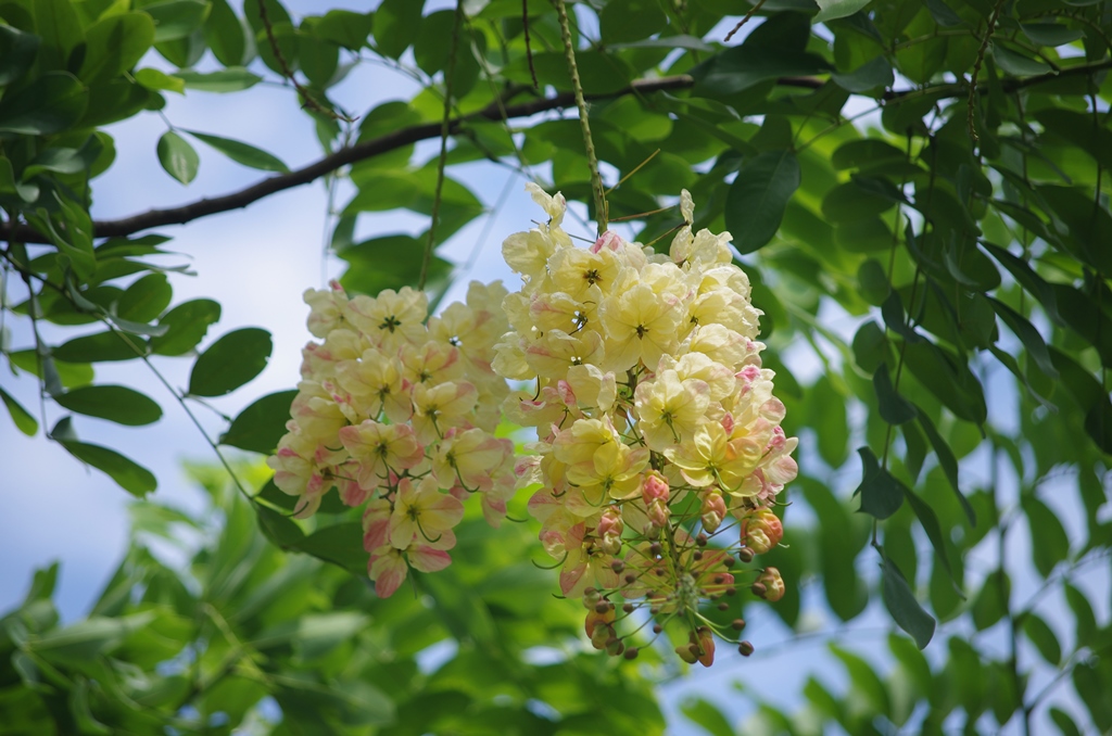 f:id:hirobkk:20180624185959j:plain f:id:hirobkk:20180624185959j:plain