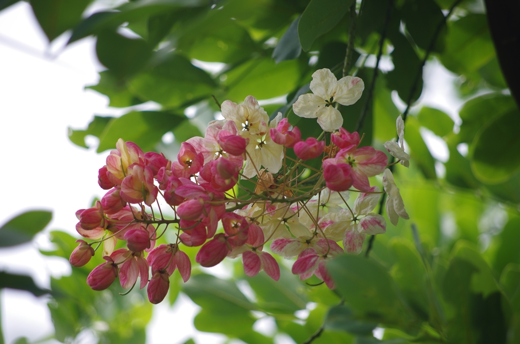 f:id:hirobkk:20180624190014j:plain f:id:hirobkk:20180624190014j:plain