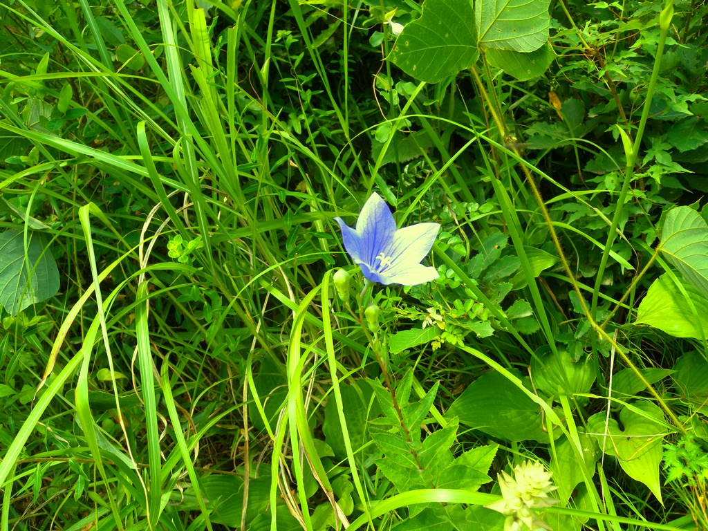 f:id:hirobkk:20180719154138j:plain f:id:hirobkk:20180719154138j:plain