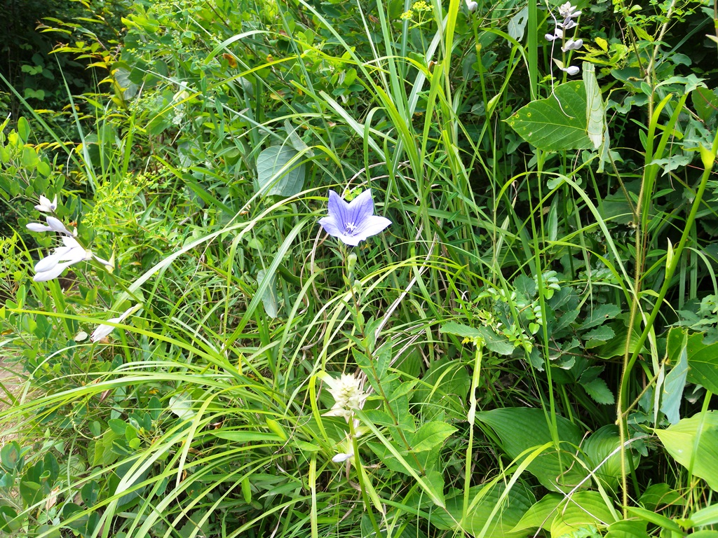 f:id:hirobkk:20180719154141j:plain f:id:hirobkk:20180719154141j:plain